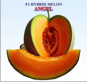 Hybrid Melon ( Angel)